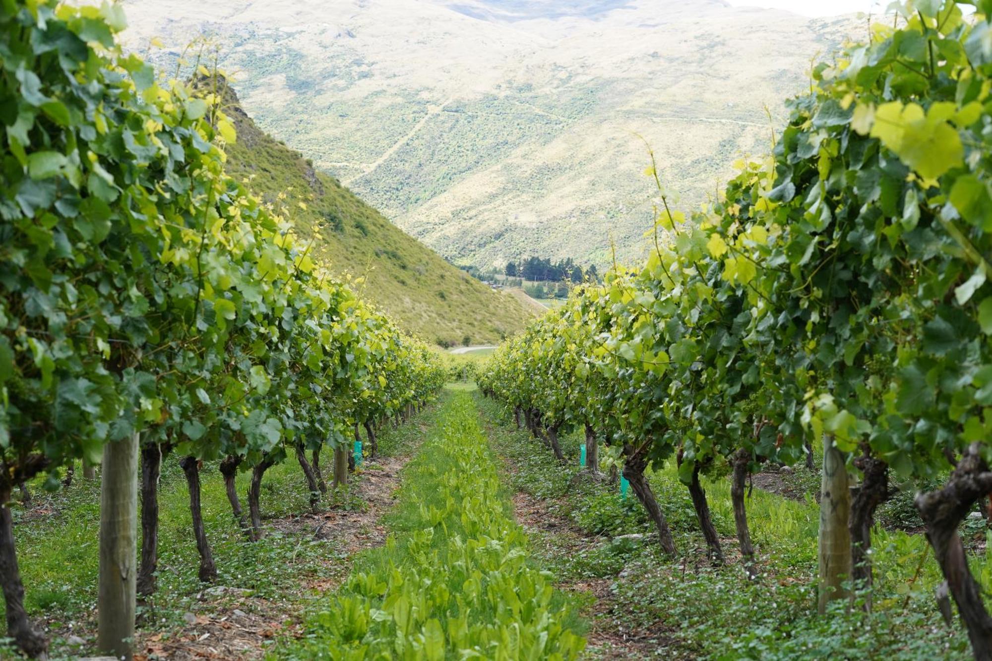 Mt Rosa Lodge Boutique Vineyard Accommodation Wanaka Exterior photo